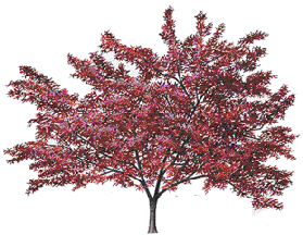 [Flowering crabapple]