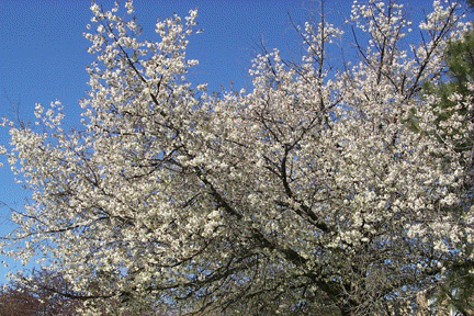 [White blossoms against blue sky]