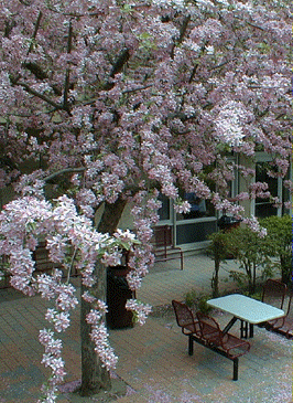 [Pink tree]