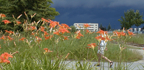 [Dark sky, orange flowers]