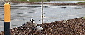 [Nesting beside yellow pole]