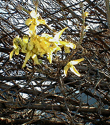 [Yellow blooms on bare branches]