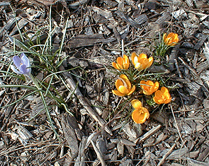 [Purple and gold through the mulch]