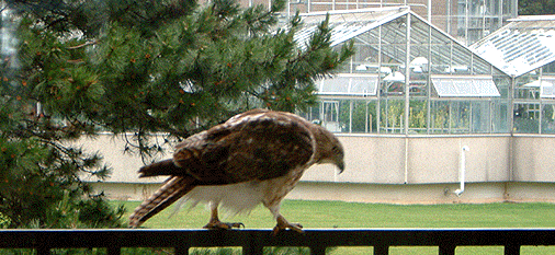 [On railing, greenhouses in background]