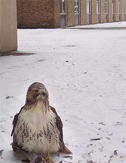 [On an expanse of dirty snow]