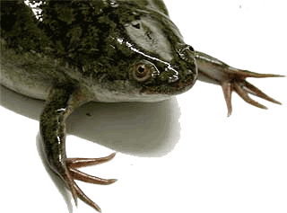 [Xenopus frog]