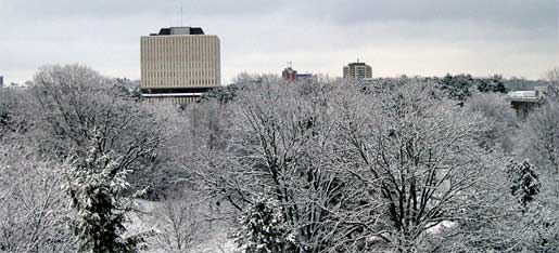 [A sea of white branches]