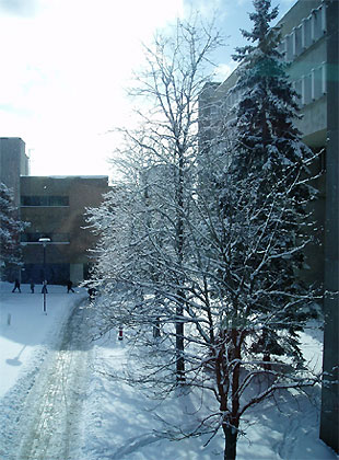 [Blue snow on ground and trees]