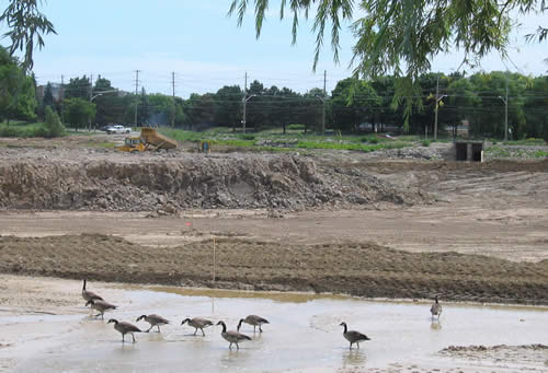 [Columbia Lake geese]