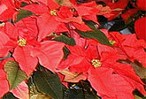 [Poinsettia]