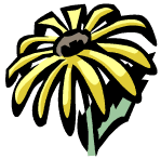 [Looks like a daisy]