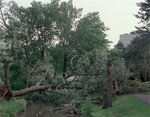 [Fallen tree bridges Laurel Creek]