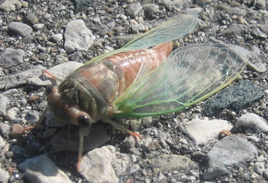 cicada