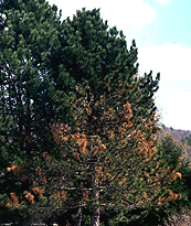 [Tree with brown branches]