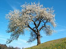 flowering tree