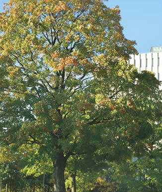 Dana Porter library with tree