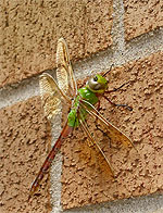 [Dragonfly on brick]