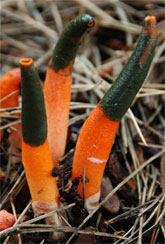 [Three stems of orange-and-green fungus]