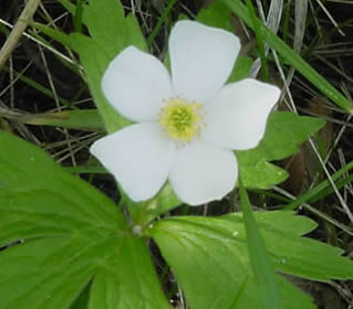 Cnada anemone