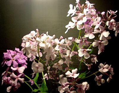 Phlox