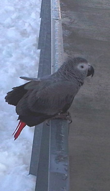 A bird on a railing.