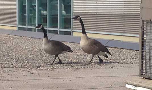 Two Canada Geese marching in lockstep on the roof of the Davis Centre.