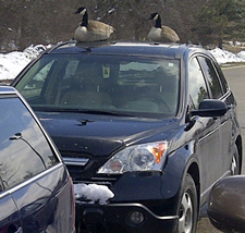 Canada Geese on top of a car in A Lot.