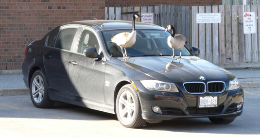 Two Canada geese stand on the hood of a BMW in Environment 2.