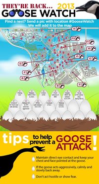 Goosewatch infographic.