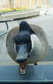 A goose lunges at a window in the Student Life Centre.