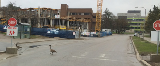 Canada Geese crossing at a cross walk on the Ring Road.