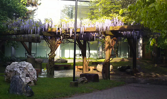 Wisteria in bloom in the Peter Russell Rock Garden.