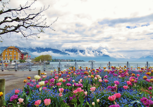 The winning photo from last year's Where in the World contest - a field of flowers.