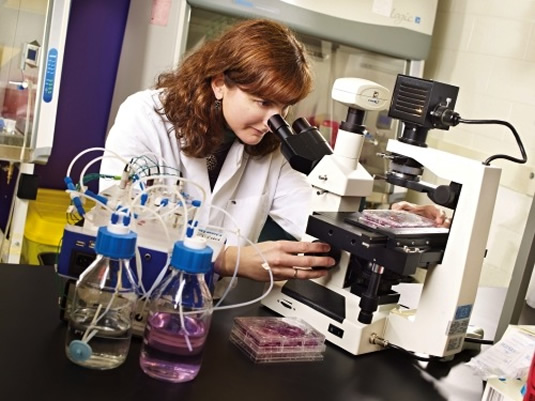 Professor Maud Gorbet operates a microscope.