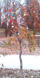 A Charlie Brown Christmas Tree in the heart of campus.