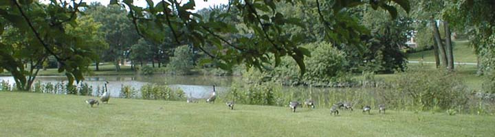 [Geese
by Laurel Lake]