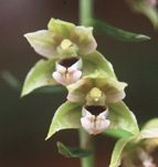 [Helleborine]